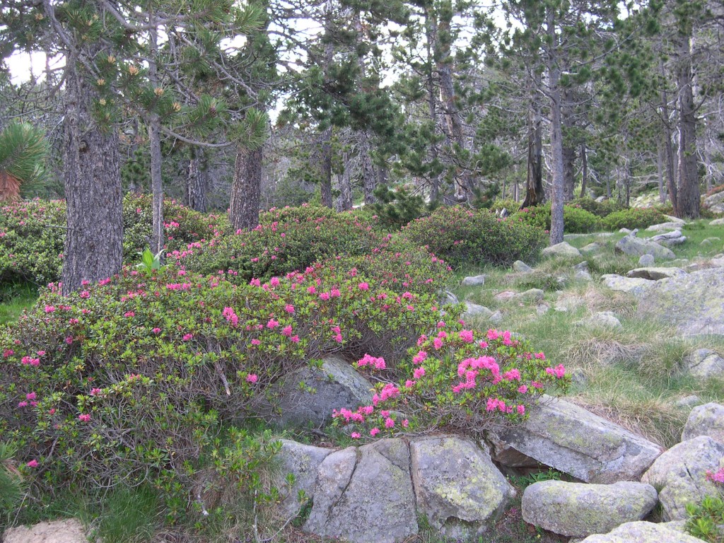 Foto de Lles de Cerdanya (Girona), España
