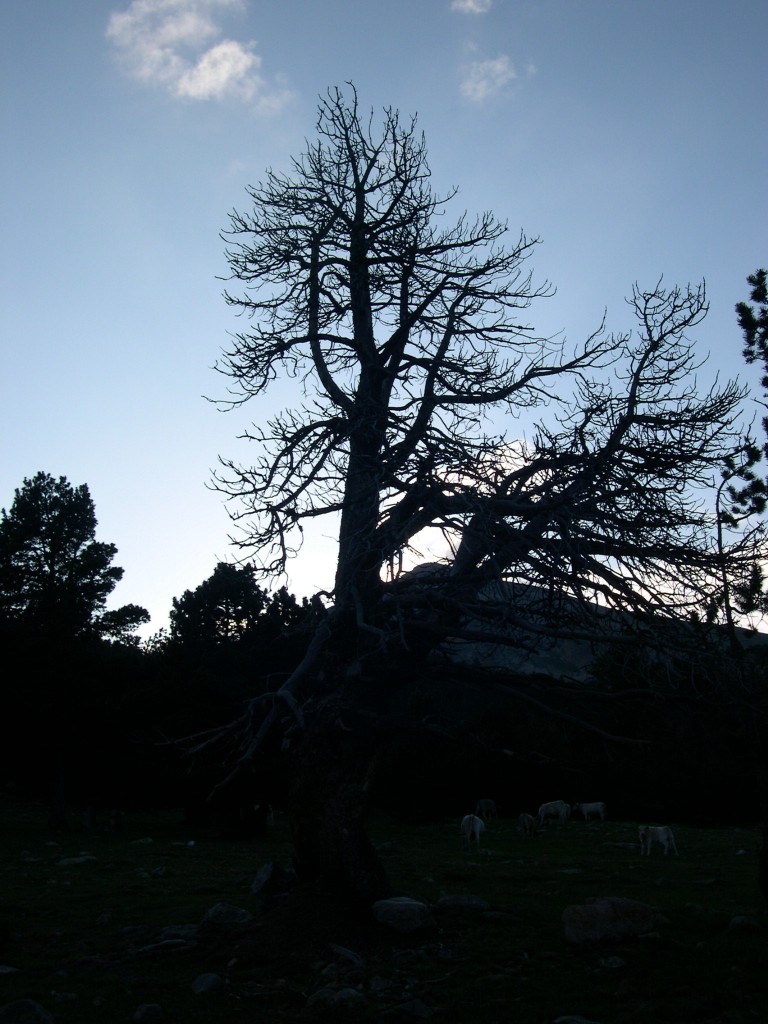 Foto de Lles de Cerdanya (Girona), España
