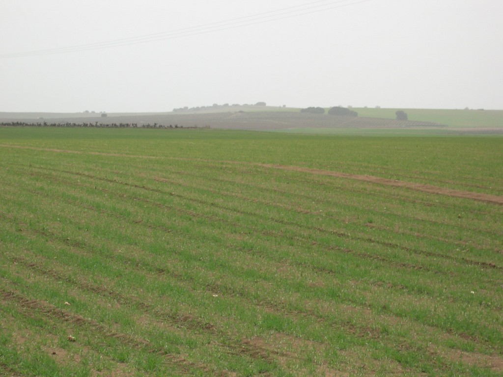 Foto de Ciudad Real (Castilla La Mancha), España