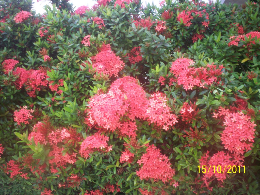 Foto de Jacob (Puntarenas), Costa Rica