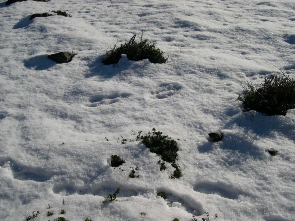 Foto de Lago Argentino, Argentina