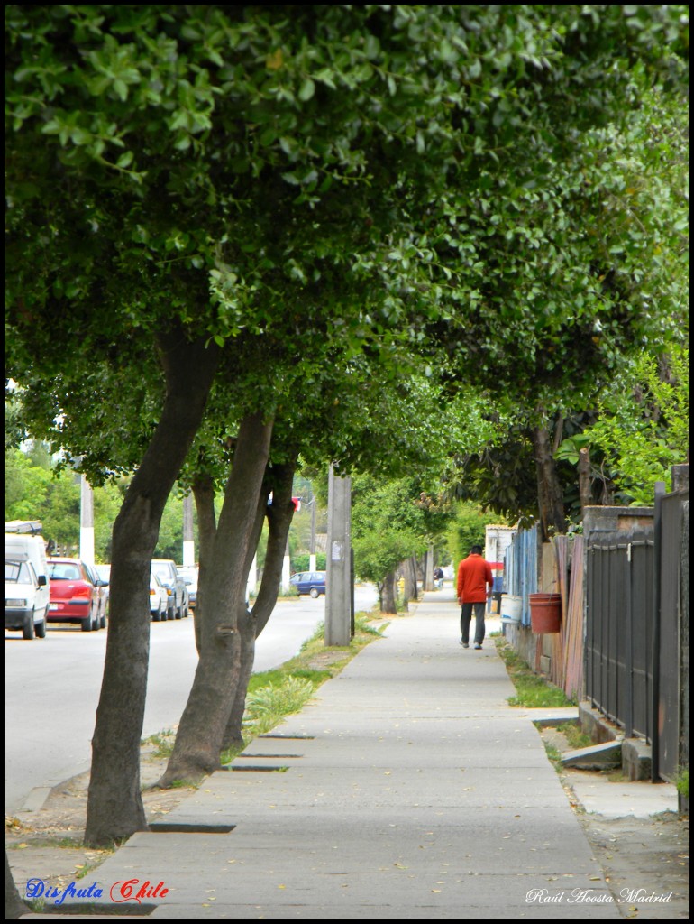 Foto de Coltauco (Libertador General Bernardo OʼHiggins), Chile
