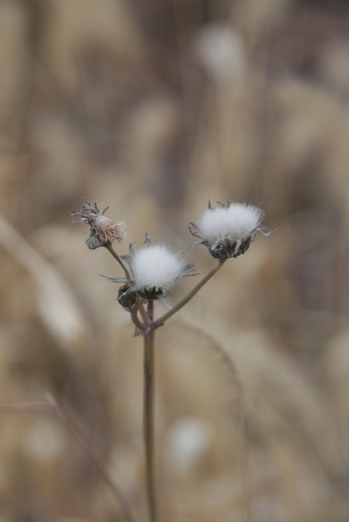 Foto: COPITOS - General Conesa (Buenos Aires), Argentina