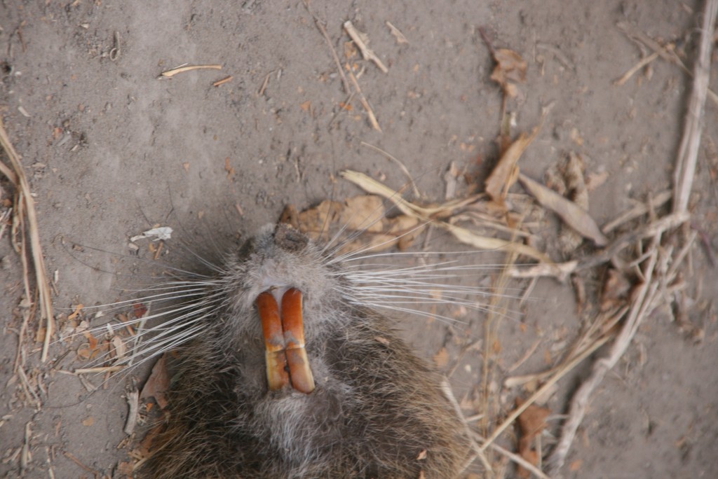 Foto de General Conesa (Buenos Aires), Argentina