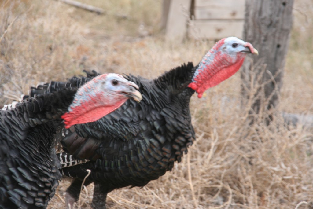 Foto de General Conesa (Río Negro), Argentina