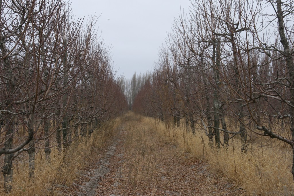 Foto de General Conesa (Río Negro), Argentina