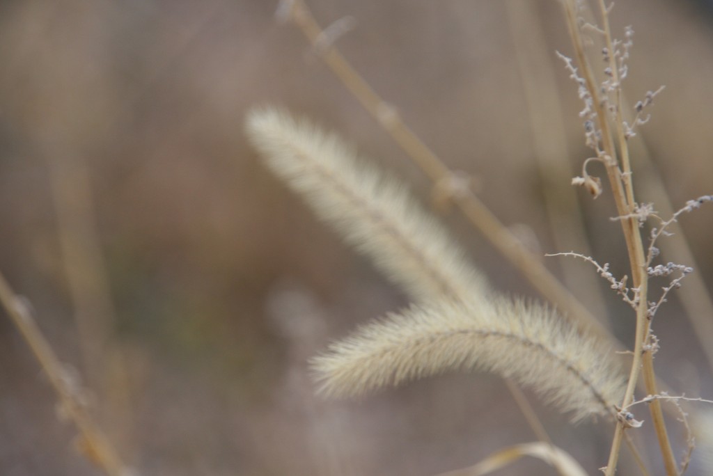 Foto de General Conesa (Río Negro), Argentina