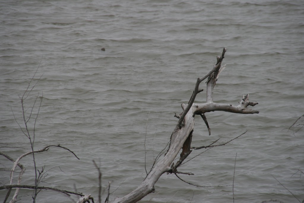 Foto de General Conesa (Río Negro), Argentina