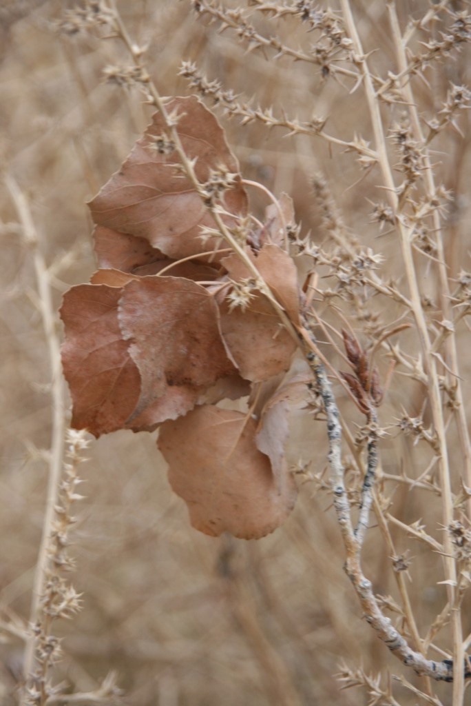 Foto de General Conesa (Río Negro), Argentina