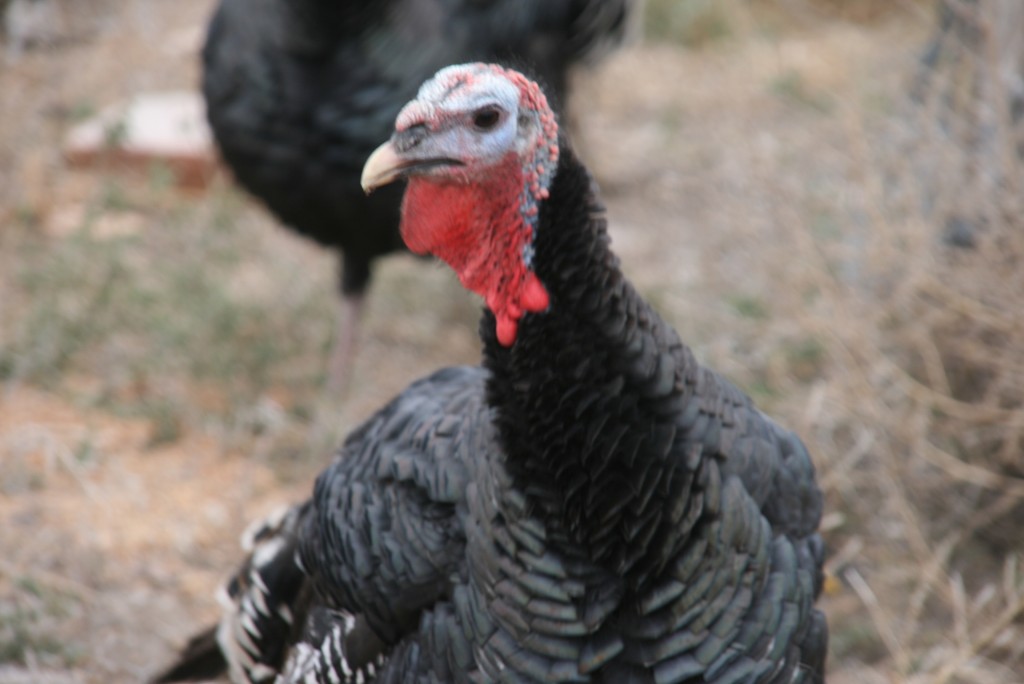 Foto de General Conesa (Río Negro), Argentina