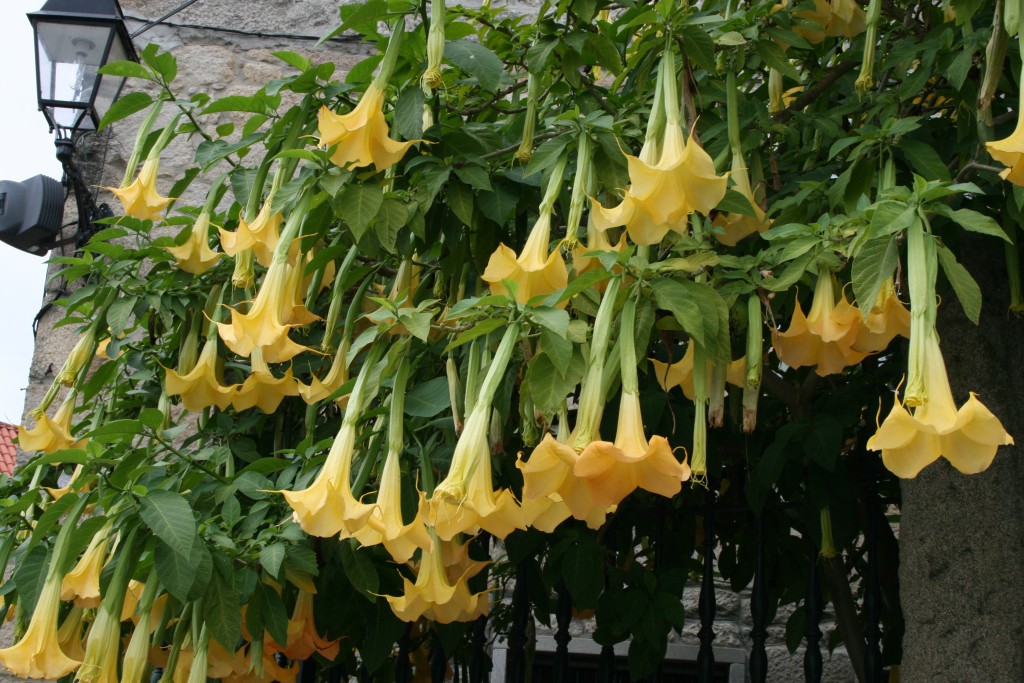 Foto: Trompetas de Combarro - Combarro (Pontevedra), España