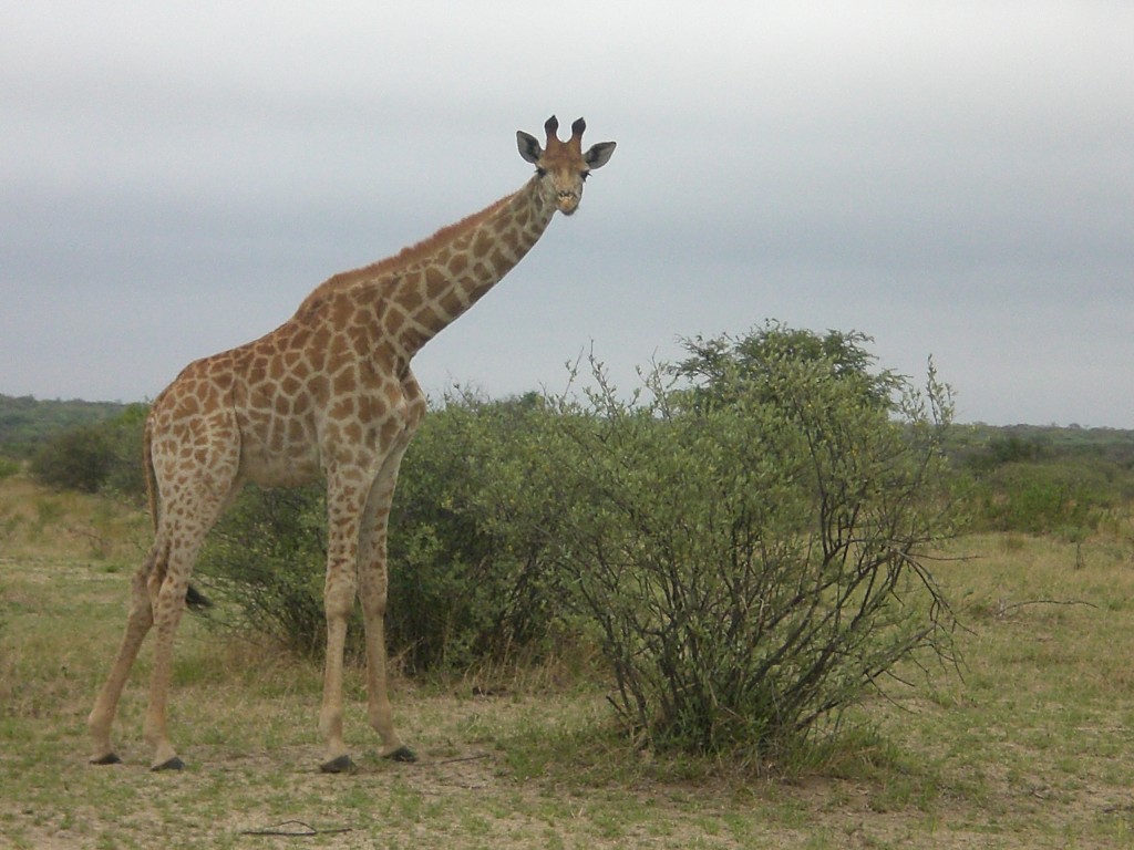 Foto de Parque Nacional Kruger, Sudáfrica