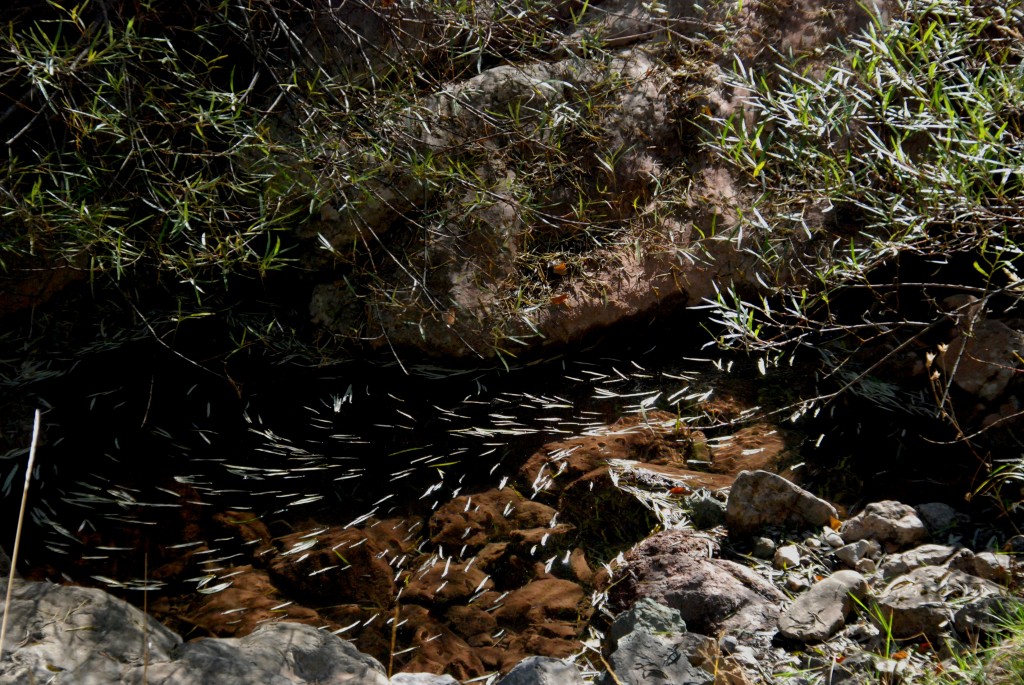 Foto de Martinet (Lleida), España
