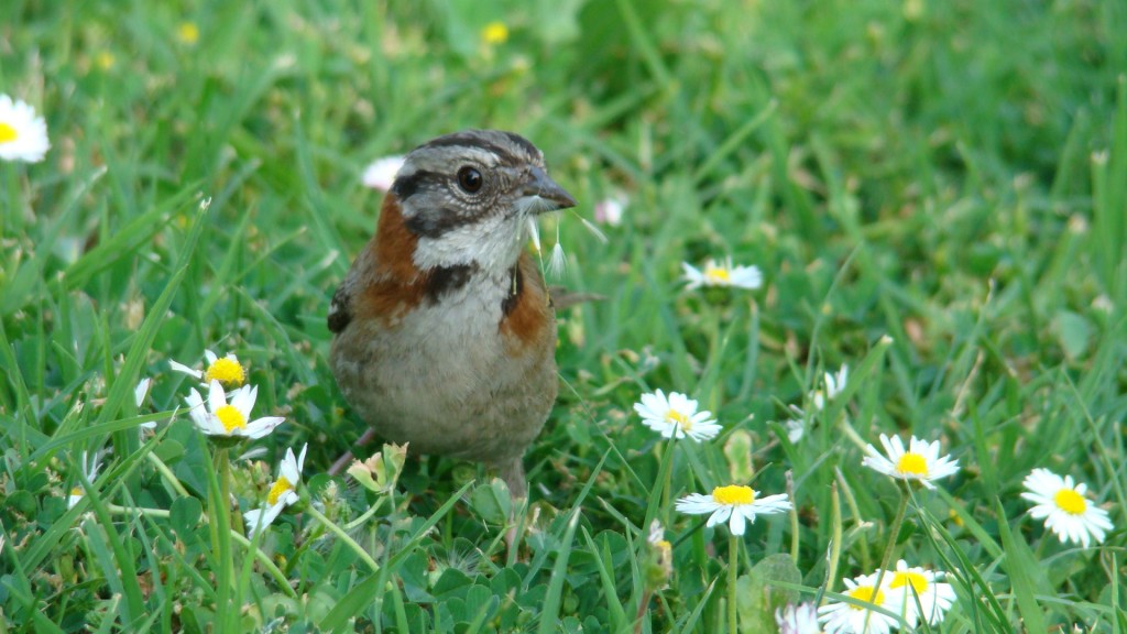 Foto de Santiago (Región Metropolitana), Chile