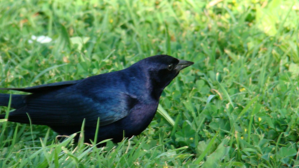 Foto de Santiago (Región Metropolitana), Chile