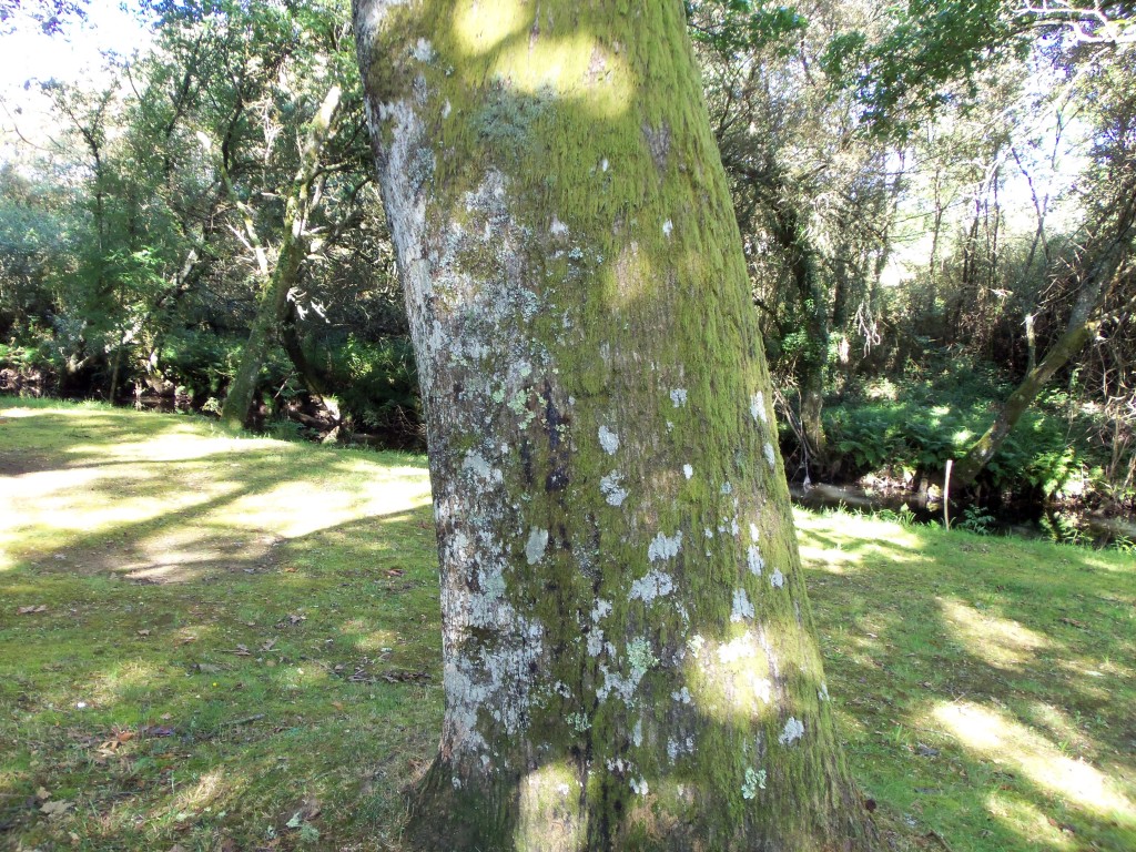 Foto: Carballo - Villalba (Lugo), España