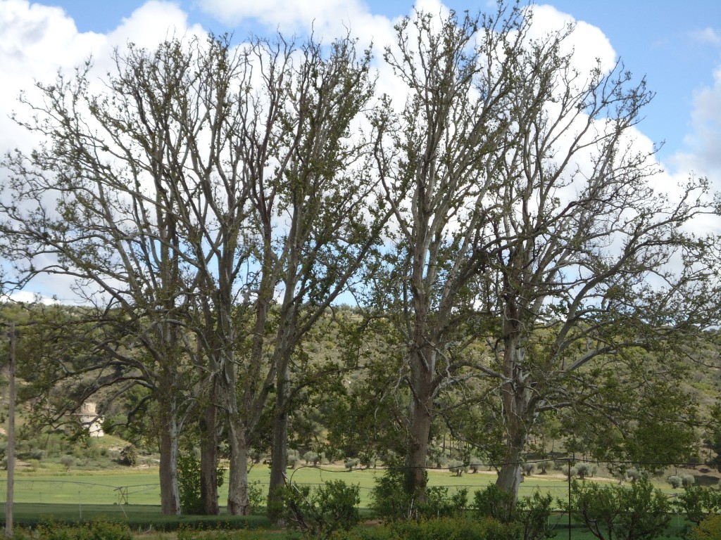 Foto: ARBOLEDA - Morata De Tajuña (Madrid), España