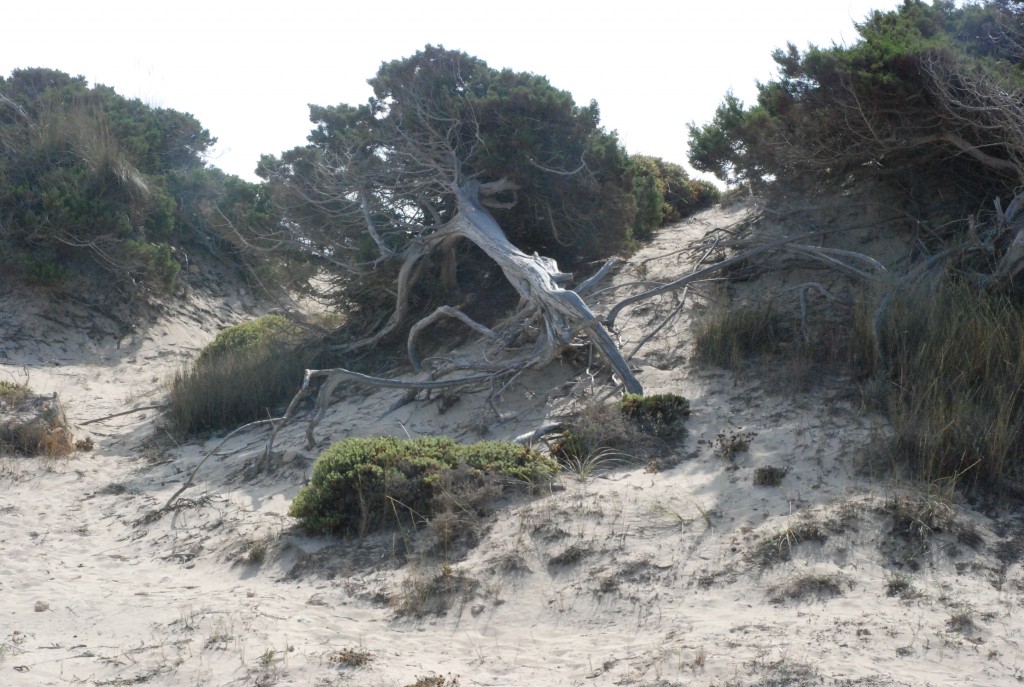 Foto de Formentera (Illes Balears), España