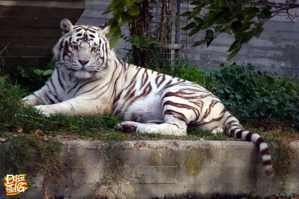 Foto: Tigre blanco - Madrid (Comunidad de Madrid), España