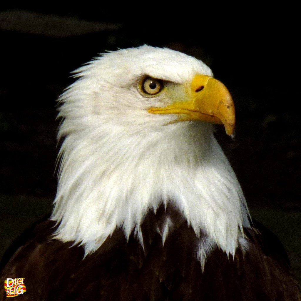 Foto: Aguila - Madrid (Comunidad de Madrid), España