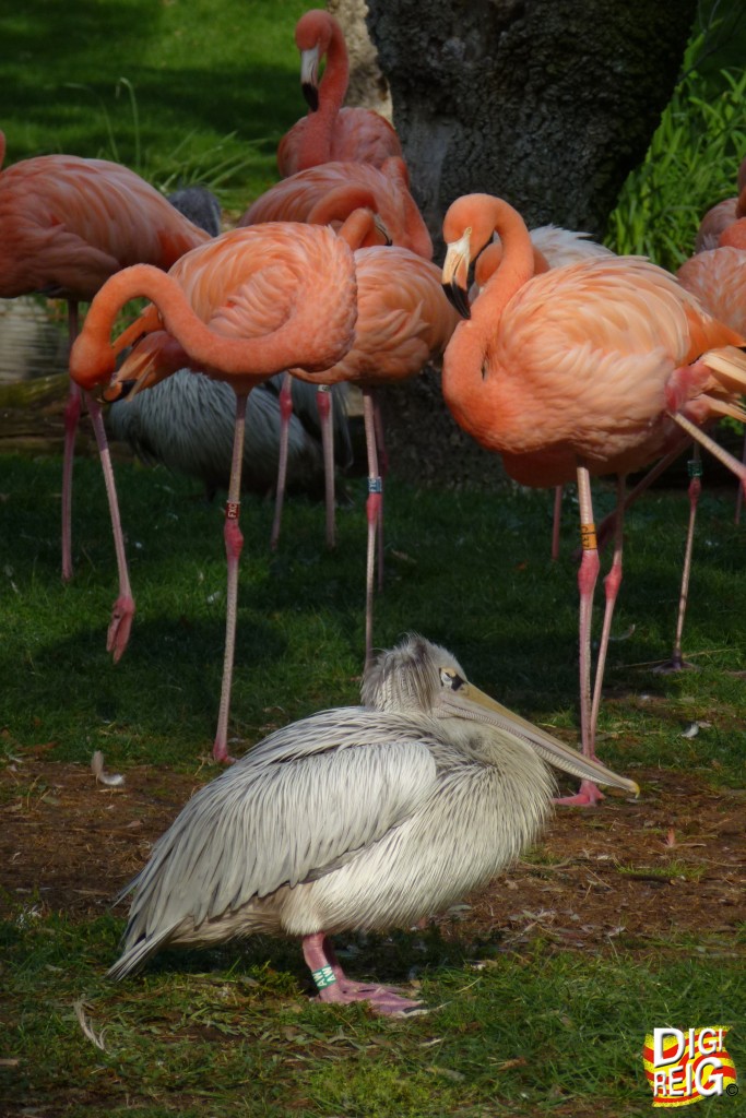 Foto: Pelicano y Flamencos - Madrid (Comunidad de Madrid), España