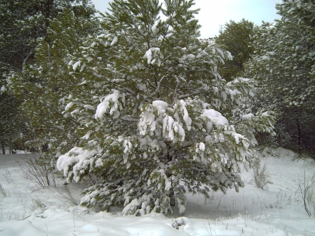 Foto: Bonito - Morata De Tajuña (Madrid), España