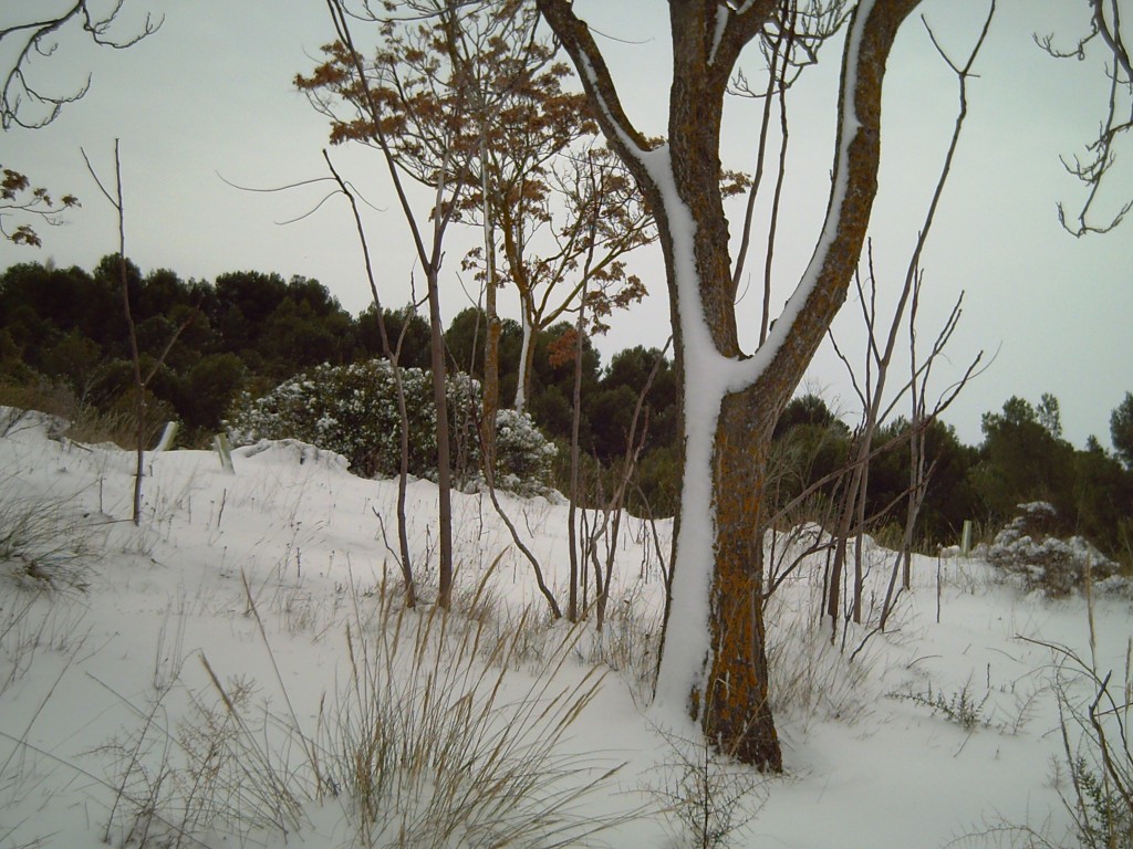 Foto: Nieve - Morata De Tajuña (Madrid), España