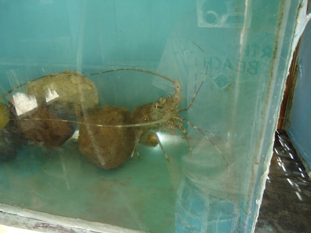 Foto: Hermitaño - Ballenita (Santa Elena), Ecuador