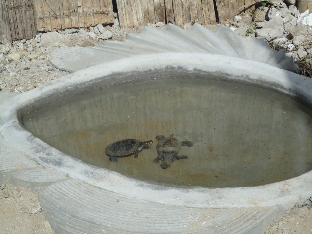 Foto: Tortugas - Ballenita (Santa Elena), Ecuador