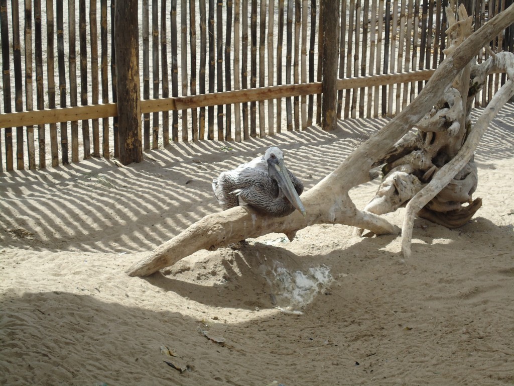 Foto: Pelicano - Ballenita (Santa Elena), Ecuador