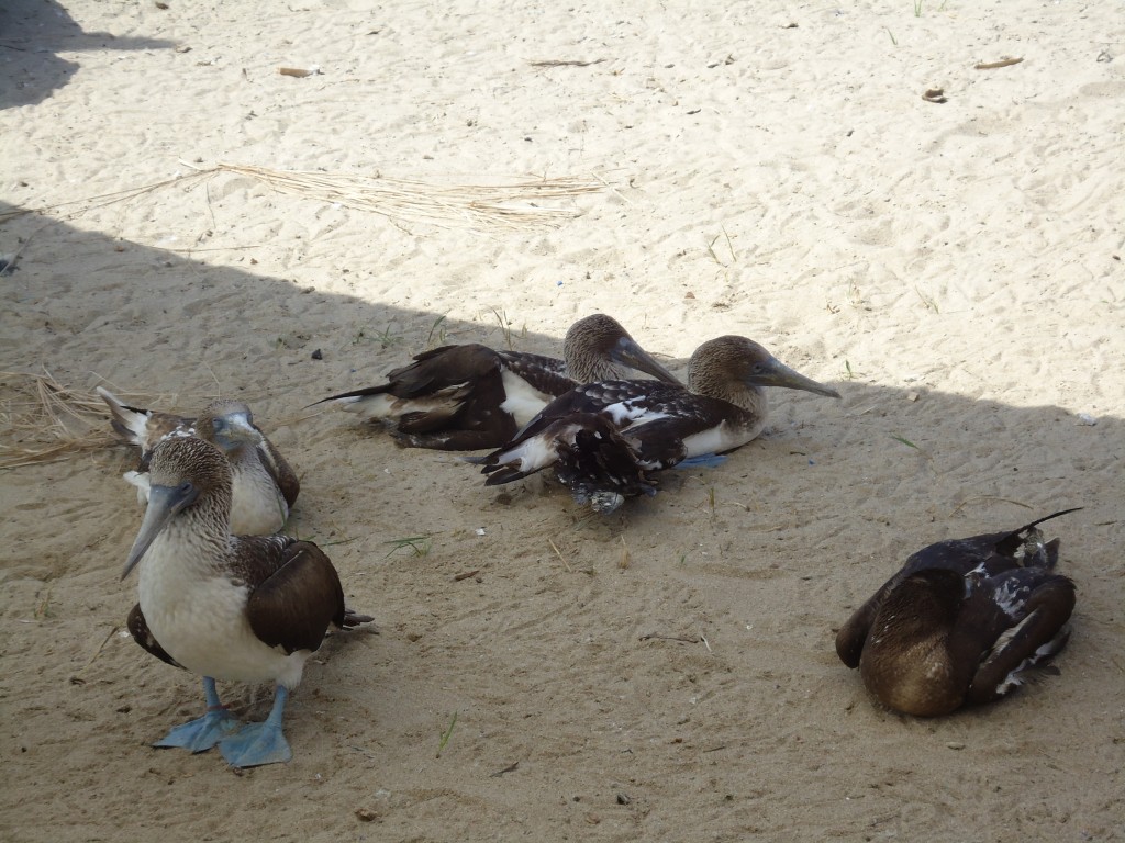 Foto: Piqueros - Ballenita (Santa Elena), Ecuador