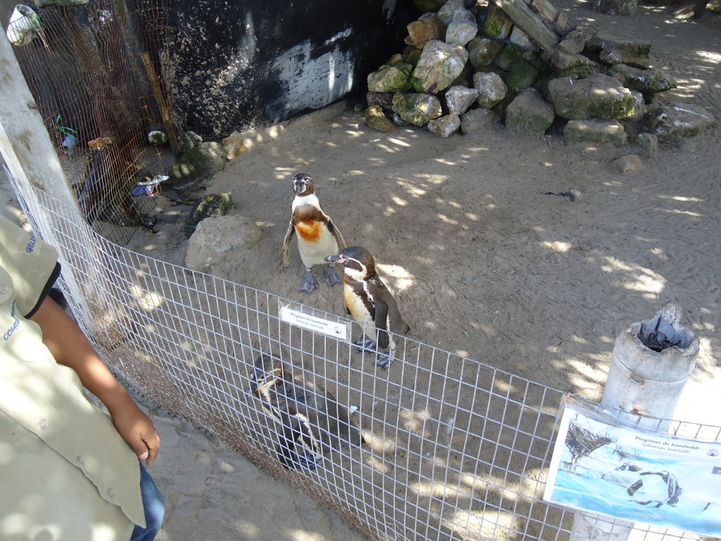 Foto: Pingüinos - Ballenita (Santa Elena), Ecuador