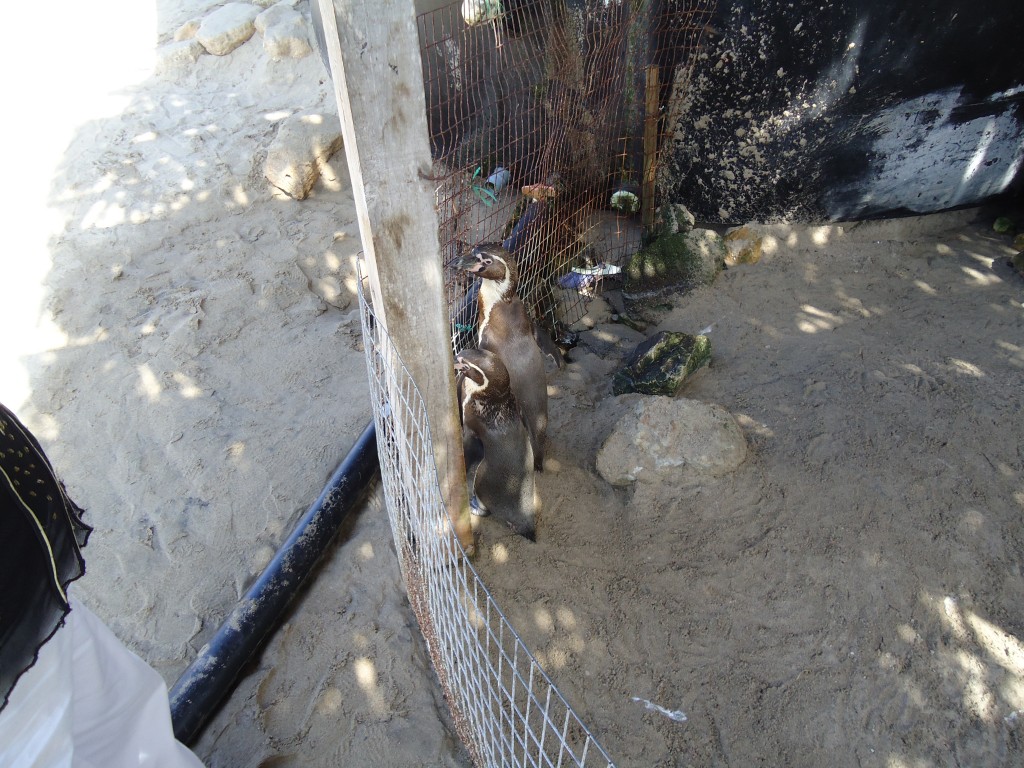 Foto: Pingüinos - Ballenita (Santa Elena), Ecuador
