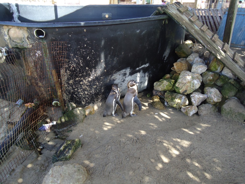 Foto: Pingüinos - Ballenita (Santa Elena), Ecuador