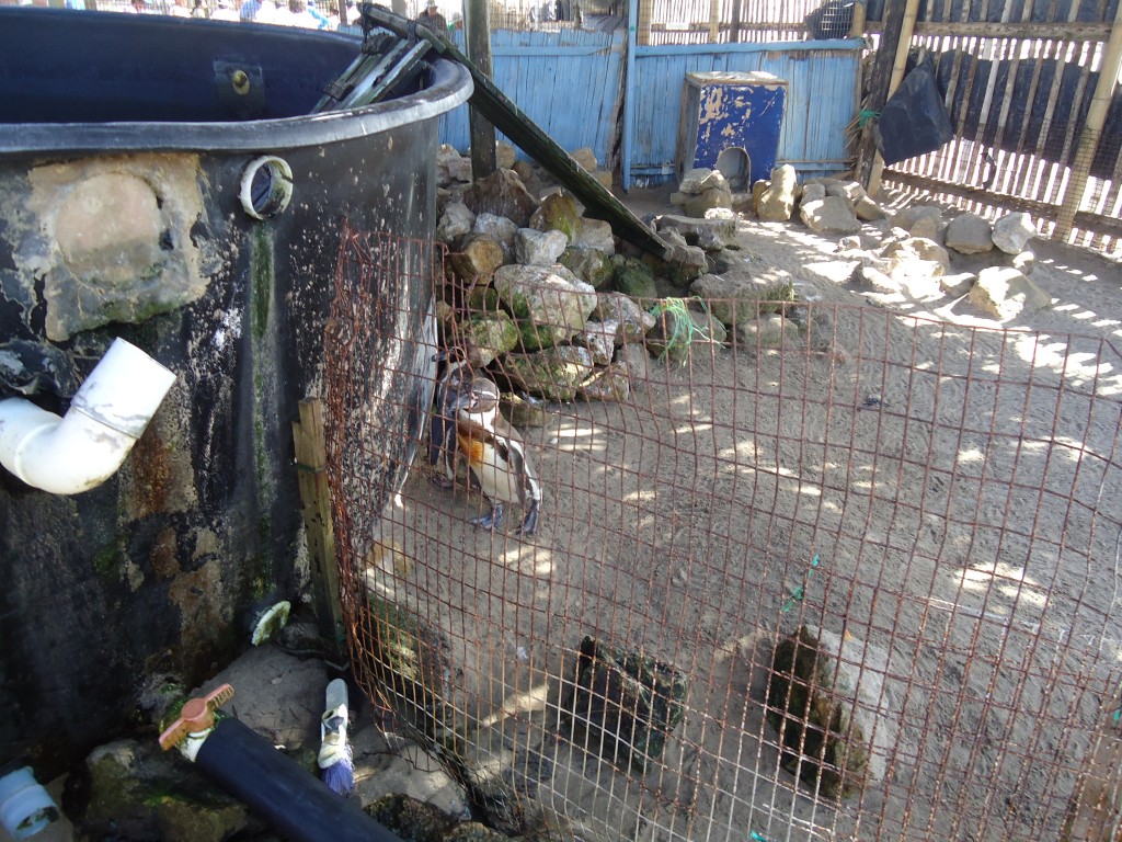 Foto: Pingüinos - Ballenita (Santa Elena), Ecuador