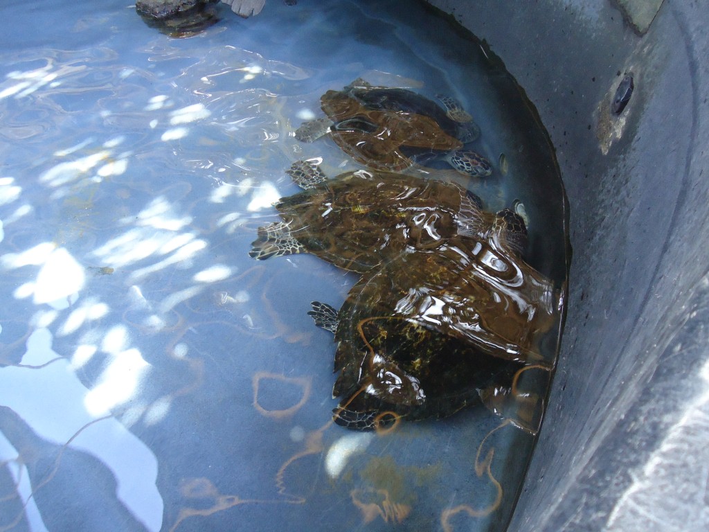Foto: Tortugas - Ballenita (Santa Elena), Ecuador