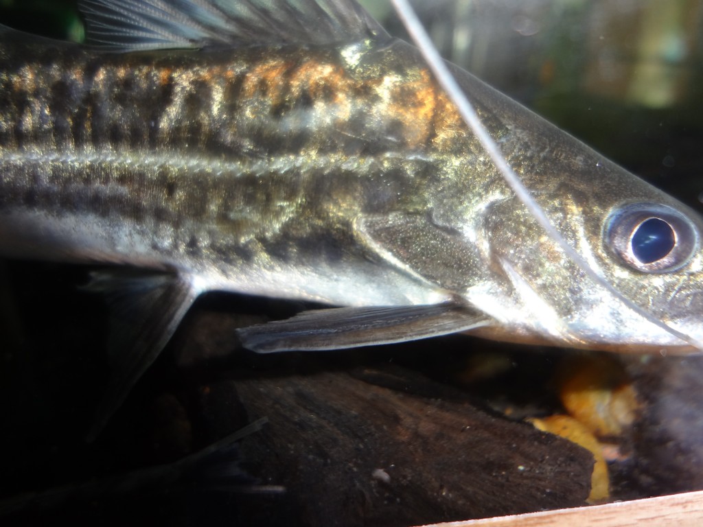 Foto: Bagre - Puyo (Pastaza), Ecuador