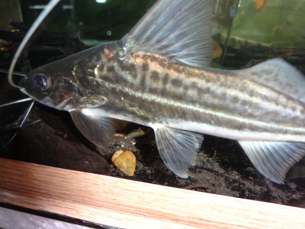 Foto: Bagre - Puyo (Pastaza), Ecuador