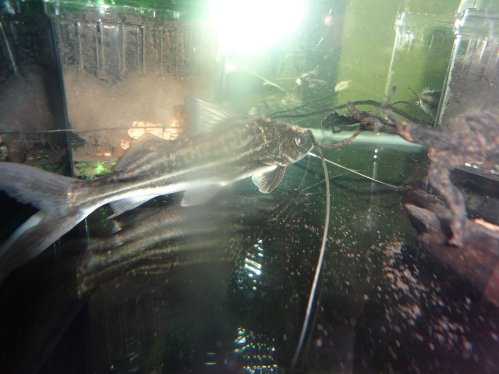 Foto: Bagre - Puyo (Pastaza), Ecuador