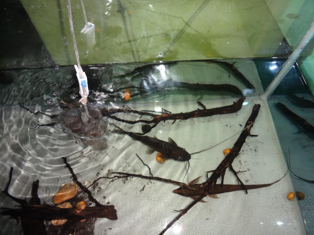 Foto: Bagre - Puyo (Pastaza), Ecuador