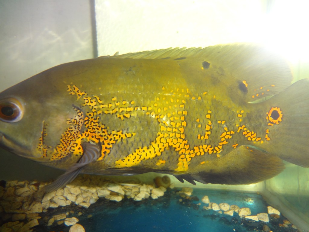 Foto: Pes de acuario - Puyo (Pastaza), Ecuador