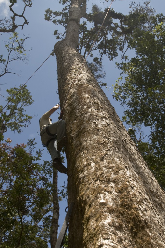 Foto: Escalando arboles - Dota (San José), Costa Rica