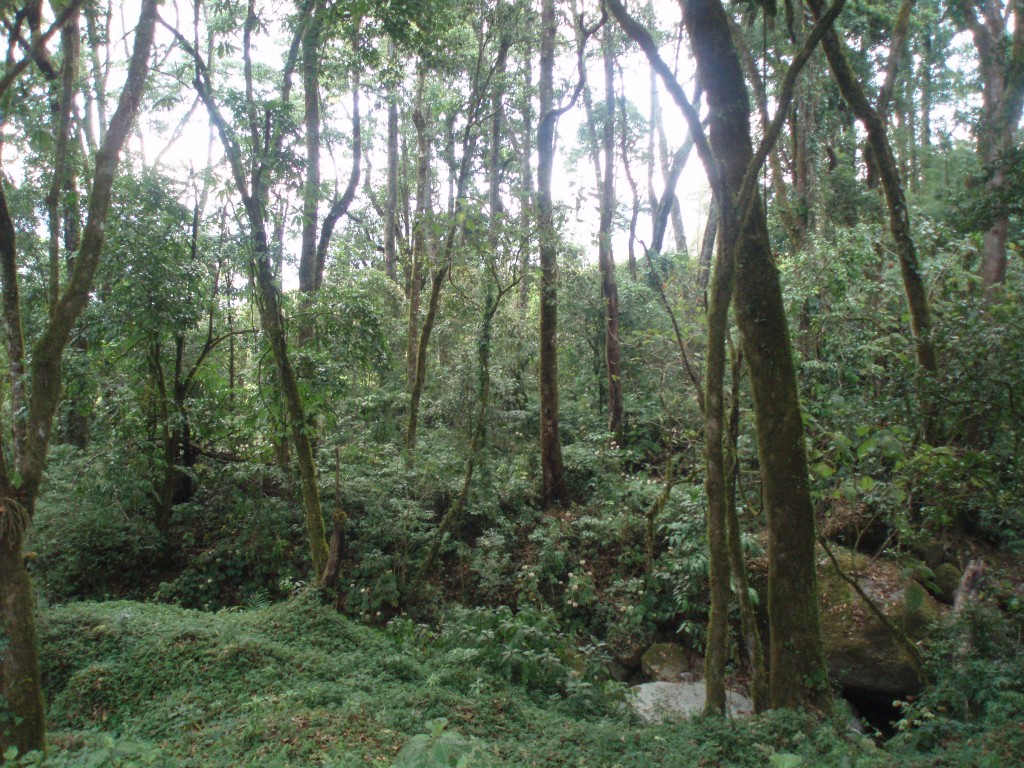 Foto: Copey de Dota - Copey de Dota (San José), Costa Rica