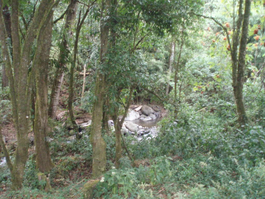 Foto: Copey de Dota - Copey de Dota (San José), Costa Rica