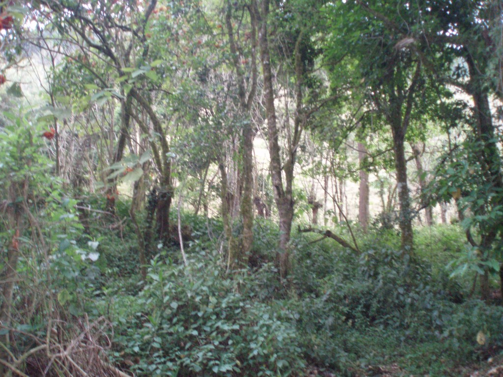 Foto: Copey de Dota - Copey de Dota (San José), Costa Rica