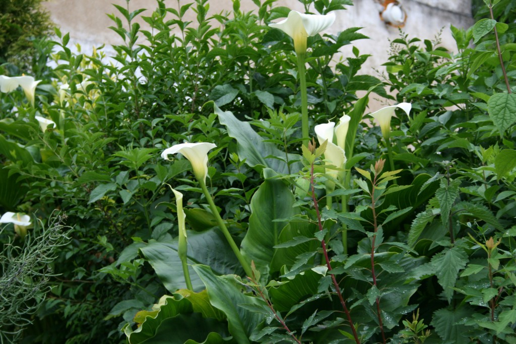 Foto: Trompetas del Pais - Mondoñedo (Lugo), España