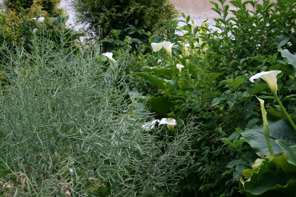 Foto: Nabo y flores - Mondoñedo (Lugo), España