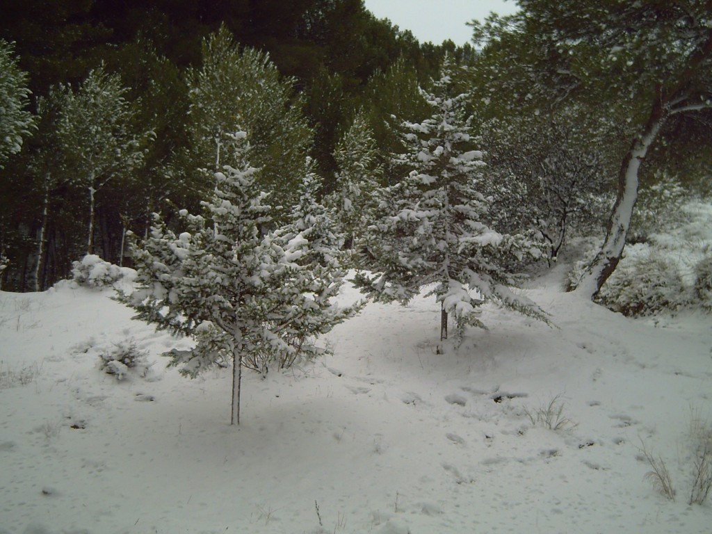 Foto: Bosque - Morata De Tajuña (Madrid), España