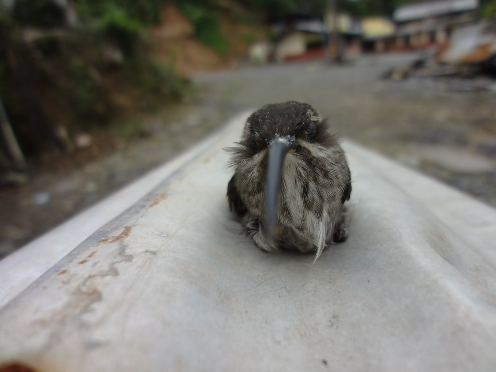 Foto: Colibrí - Shell (Pastaza), Ecuador