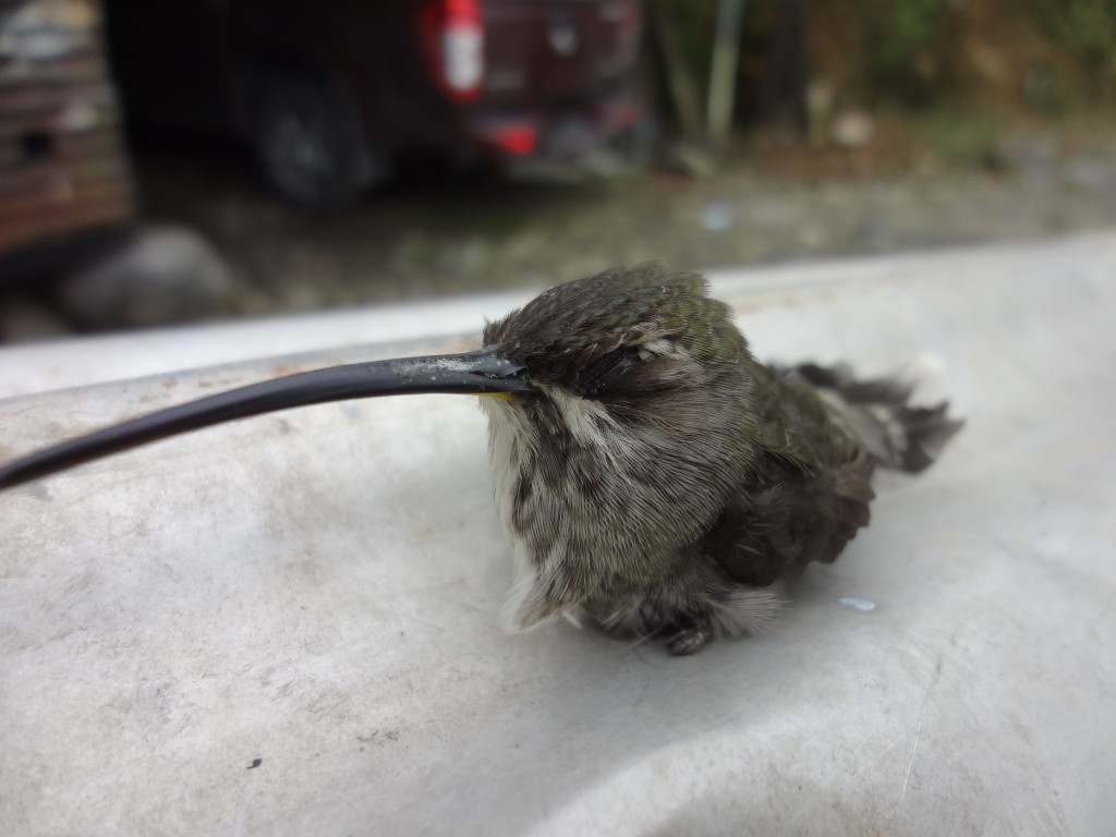Foto: Colibrí - Shell (Pastaza), Ecuador